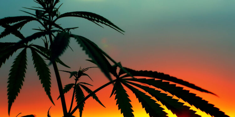 USDA Approves Low-THC Hemp Plants for U.S. Production, Breeding