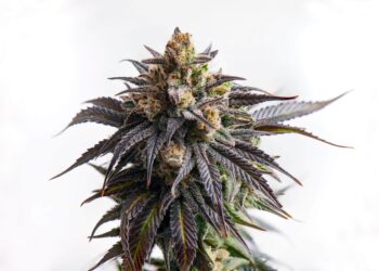 Report: Federal MJ Reform May Hurt Small Business and Equity, Congress Must Act