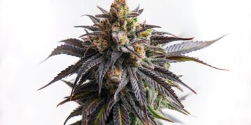 Report: Federal MJ Reform May Hurt Small Business and Equity, Congress Must Act