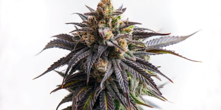 Report: Federal MJ Reform May Hurt Small Business and Equity, Congress Must Act