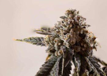 Connecticut Continues To Sell $25M Per Month in Combined Adult-Use, Medical Pot