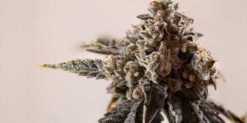 Connecticut Continues To Sell $25M Per Month in Combined Adult-Use, Medical Pot