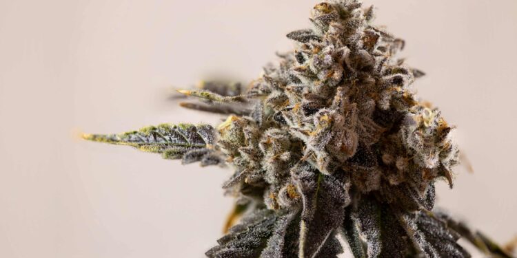 Connecticut Continues To Sell $25M Per Month in Combined Adult-Use, Medical Pot