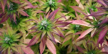 New Hampshire Panel Discusses Cannabis Legalization Recommendations