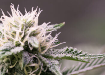 U.S. Census Bureau Shows $5.7 Billion Collected in Cannabis Tax Revenue Since Q3 2021