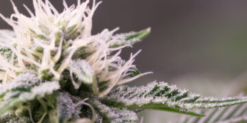 U.S. Census Bureau Shows $5.7 Billion Collected in Cannabis Tax Revenue Since Q3 2021