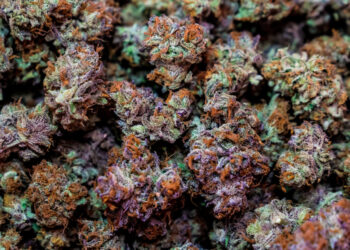 New York Judge Approves Two Cannabis Retailers To Open