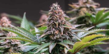 New York Cannabis Office Releases Fact Sheet To Battle Misinformation About Weed, Fentanyl