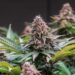 New York Cannabis Office Releases Fact Sheet To Battle Misinformation About Weed, Fentanyl