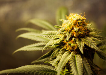 Ohio Senate President Plans To Repeal Cannabis Legalization if Passed by Voters in November