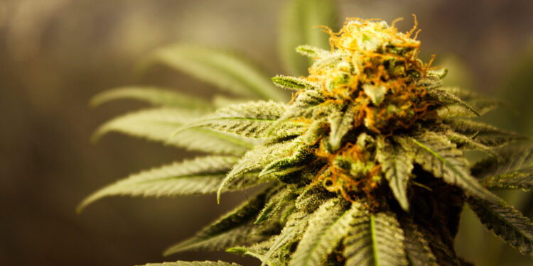 Ohio Senate President Plans To Repeal Cannabis Legalization if Passed by Voters in November