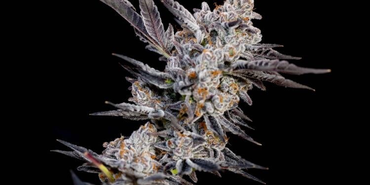 Eastern Band of Cherokee Indians Approves First Medical Cannabis Cards