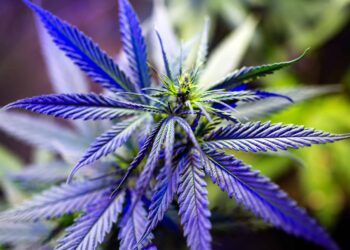 Kentucky Governor Provides Medical Cannabis Program Update