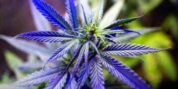 Kentucky Governor Provides Medical Cannabis Program Update