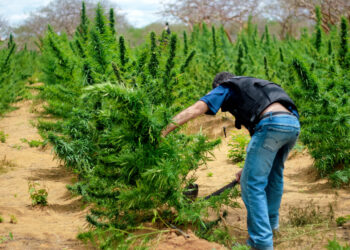 Cops Cleared of Federal Charges After Being Linked To Tipping Off Illegal Cannabis Operation