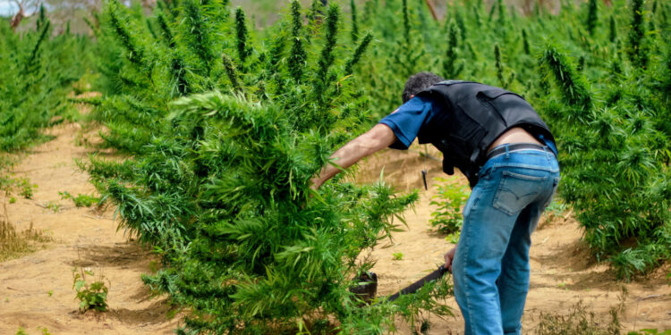 Cops Cleared of Federal Charges After Being Linked To Tipping Off Illegal Cannabis Operation