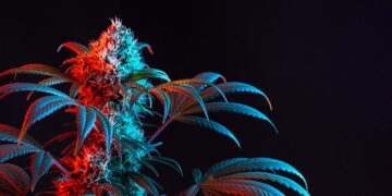 California Task Force Seizes Nearly 100K Weed Plants in Three Months