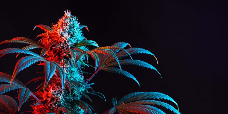 California Task Force Seizes Nearly 100K Weed Plants in Three Months