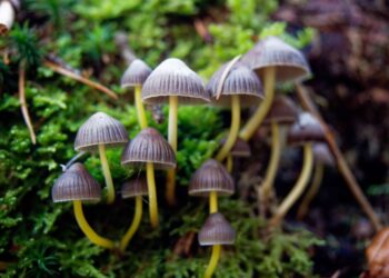 Eureka, CA Decriminalizes Psychedelic Plant Medicines