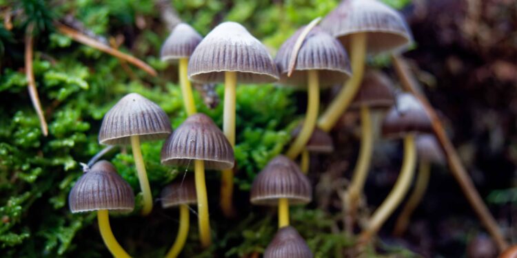 Eureka, CA Decriminalizes Psychedelic Plant Medicines