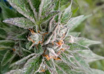 Arizona Department of Revenue Release Cannabis Sales Data for June, July