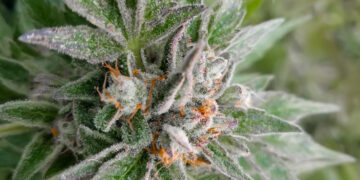 Arizona Department of Revenue Release Cannabis Sales Data for June, July