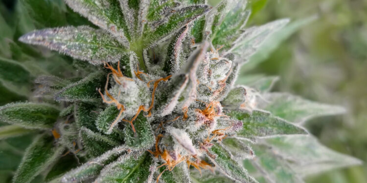 Arizona Department of Revenue Release Cannabis Sales Data for June, July