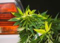Traffic Fatalities Dropped in States With Legal Weed, Report Shows