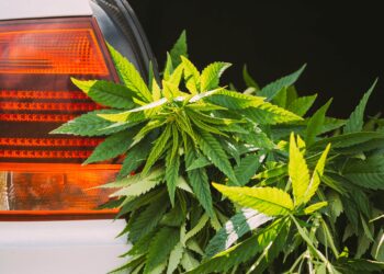 Traffic Fatalities Dropped in States With Legal Weed, Report Shows
