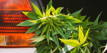 Traffic Fatalities Dropped in States With Legal Weed, Report Shows