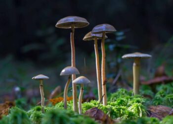 First Shroom Cultivation License in New Zealand Granted to Māori Group