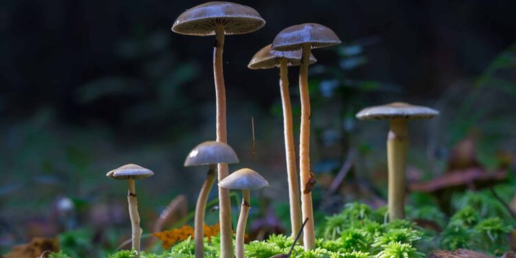First Shroom Cultivation License in New Zealand Granted to Māori Group