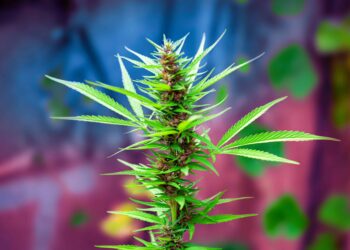 Massachusetts Cannabis Businesses File Lawsuit Against the U.S. Attorney General