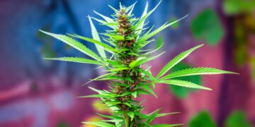 Massachusetts Cannabis Businesses File Lawsuit Against the U.S. Attorney General