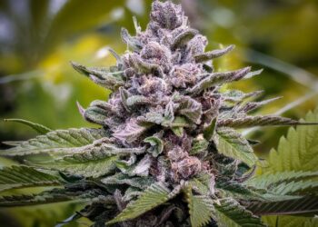 Wyoming Advocates Adamant on Collecting Signatures for Ballot Initiatives