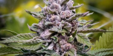 Wyoming Advocates Adamant on Collecting Signatures for Ballot Initiatives