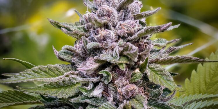 Wyoming Advocates Adamant on Collecting Signatures for Ballot Initiatives