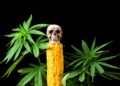 New Research Paper Showcases History of Cannabis Use, Including Necromancy