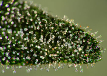 Oregon Cannabis Industry Groups Merge Amid Market Downturn