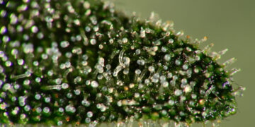 Oregon Cannabis Industry Groups Merge Amid Market Downturn