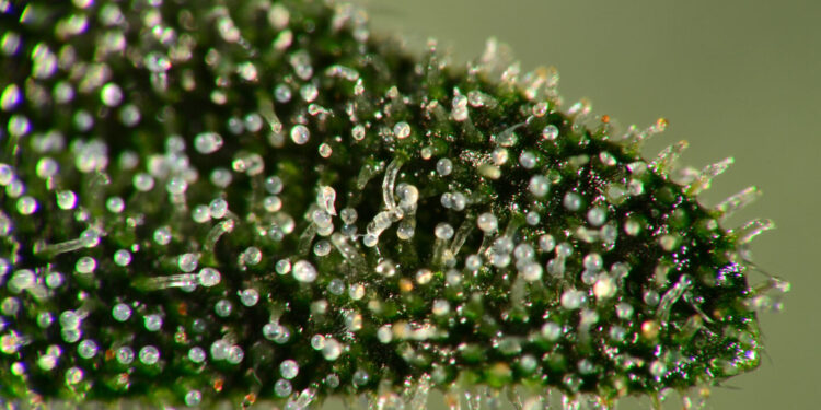 Oregon Cannabis Industry Groups Merge Amid Market Downturn