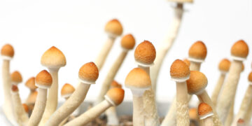 California Gov. Gavin Newsom Vetoes Psychedelics Decriminalization Bill