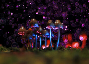 Portland, Maine ‘Deprioritizes’ Prosecution for Psilocybin