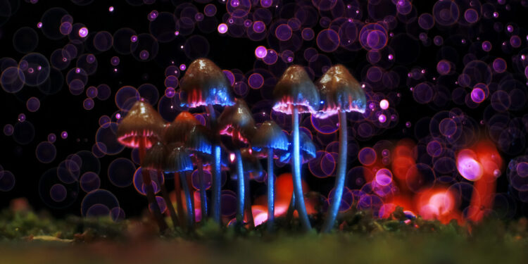 Portland, Maine ‘Deprioritizes’ Prosecution for Psilocybin