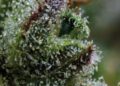 Ellen’s Bud Break: Fruit, Earth & Fuel