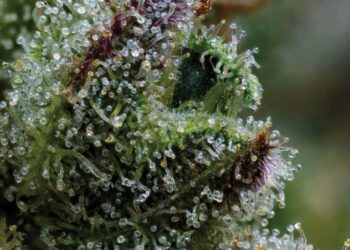 Ellen’s Bud Break: Fruit, Earth & Fuel