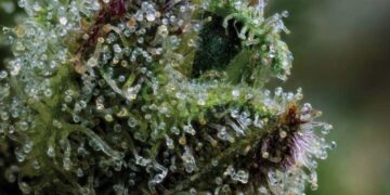 Ellen’s Bud Break: Fruit, Earth & Fuel