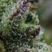 Ellen’s Bud Break: Fruit, Earth & Fuel
