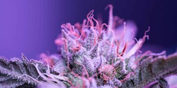 Minnesota Launches Pilot Program for Roadside Saliva Drug Tests