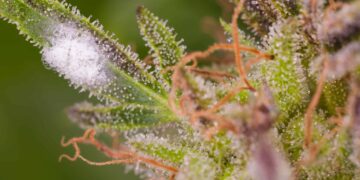 ‘Grim Reefer’ AZ Weed Recalled Due to Mold Contamination